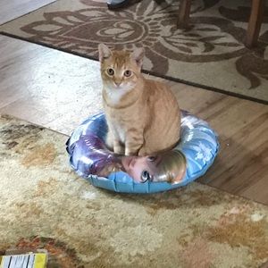 Meet your Posher, Breanah